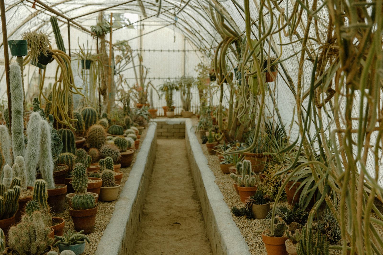 Couple walking through greenhouse rows of cactus